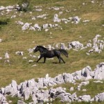 Nationalpark Velebit Wilde Pferde