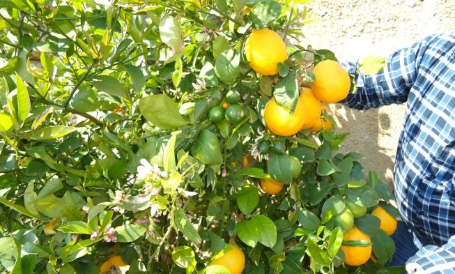 Obst und Gemüse in Kroatien img