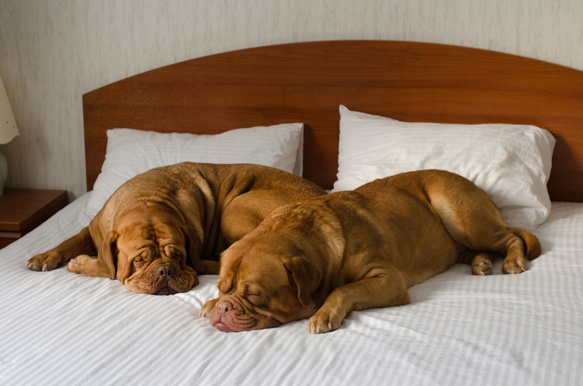 Is Miramar Beach Dog Friendly Is Miramar Beach Dog Friendly